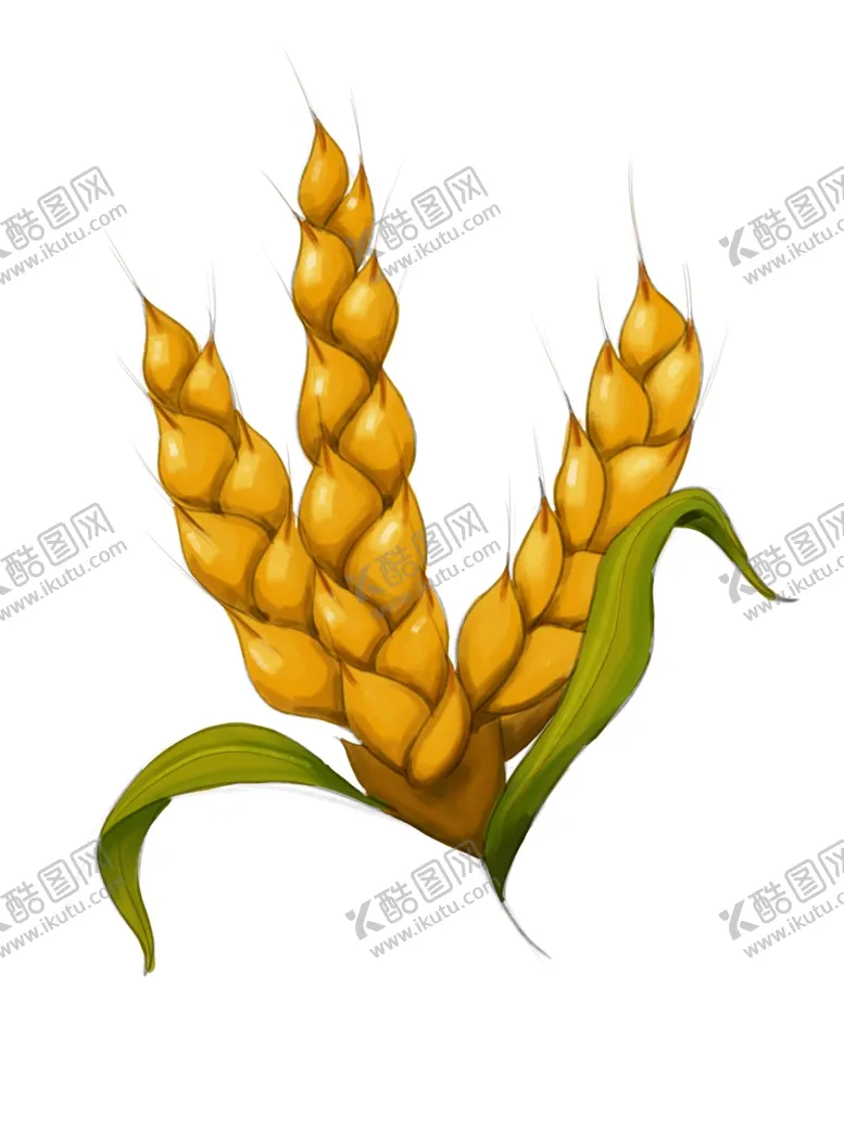 编号：30823201292341283365【酷图网】源文件下载-麦穗小麦图片