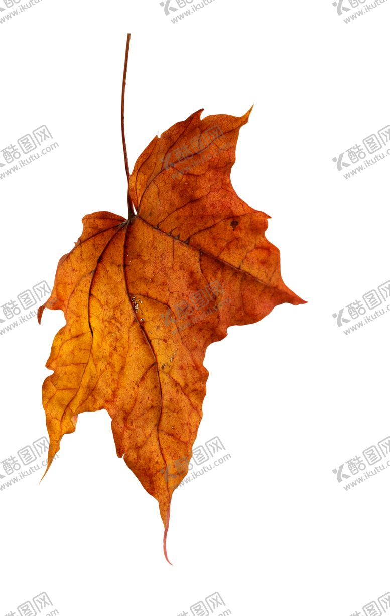 编号：20791909111107096223【酷图网】源文件下载-枫叶