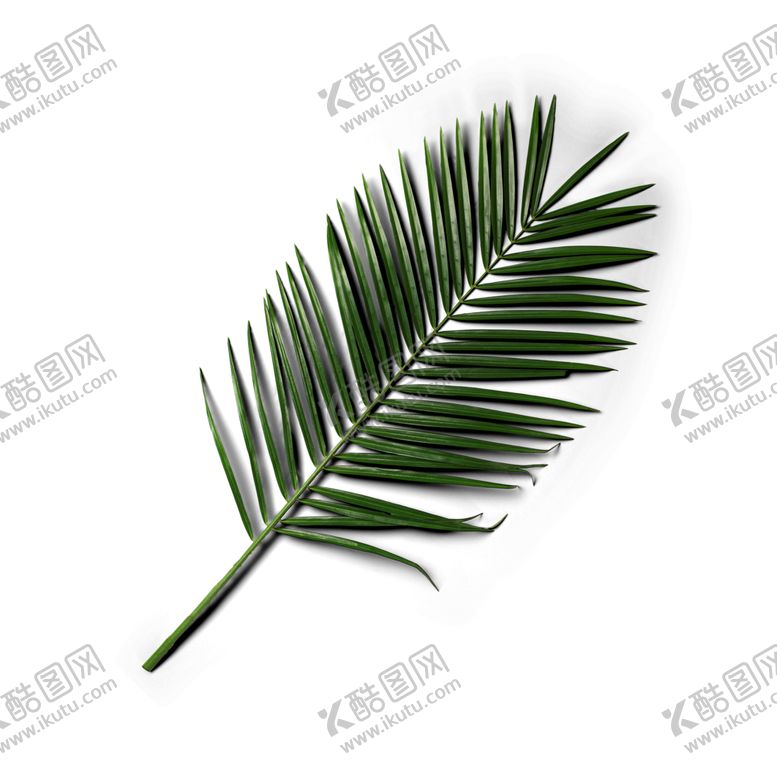 编号：35482307042358196731【酷图网】源文件下载-铁树叶