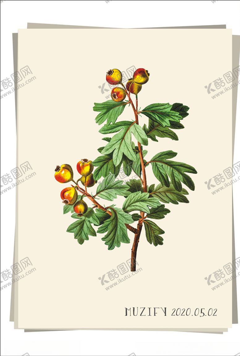编号：78534809240447354554【酷图网】源文件下载-山楂水果图鉴