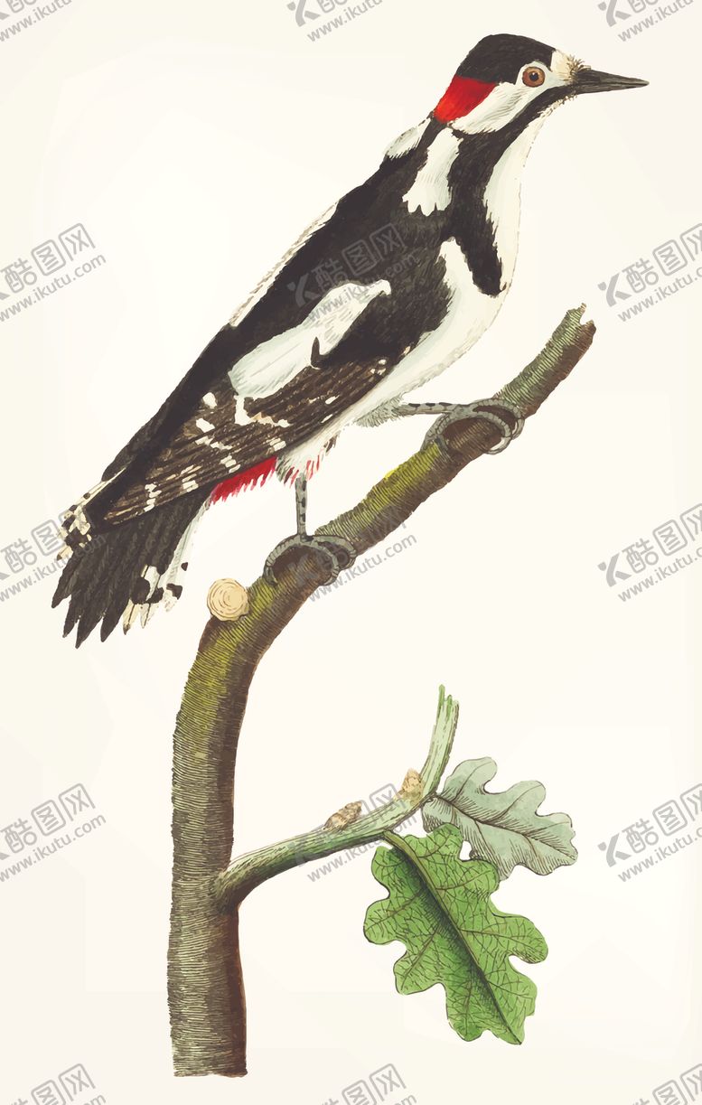 编号：65052005100009445038【酷图网】源文件下载-鸟类插画