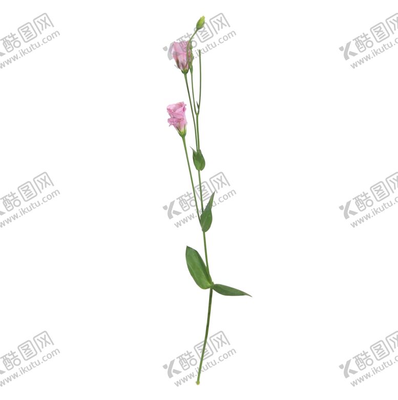 编号：79373809221149258472【酷图网】源文件下载-单只花退底鲜花花枝花朵