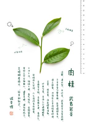 武夷岩茶肉桂