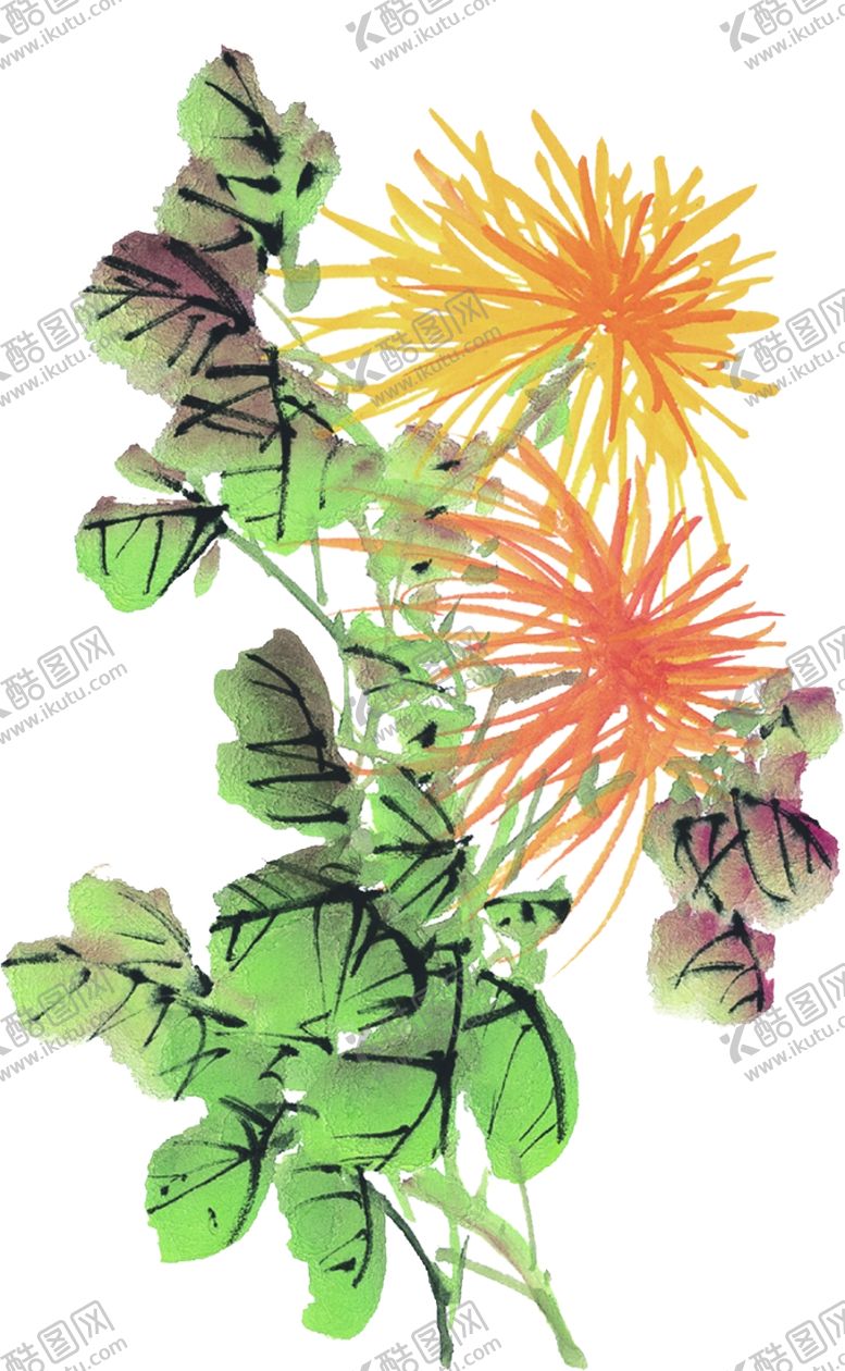编号：28199303310911117608【酷图网】源文件下载-菊花psd