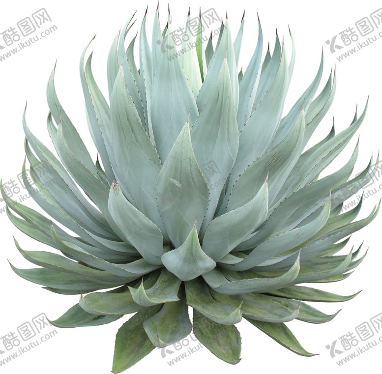 编号：27036911010236217752【酷图网】源文件下载-免扣植物素材