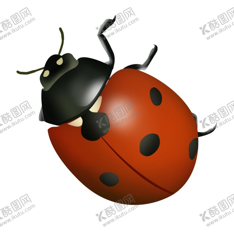 编号：36894005160059554529【酷图网】源文件下载-七星瓢虫