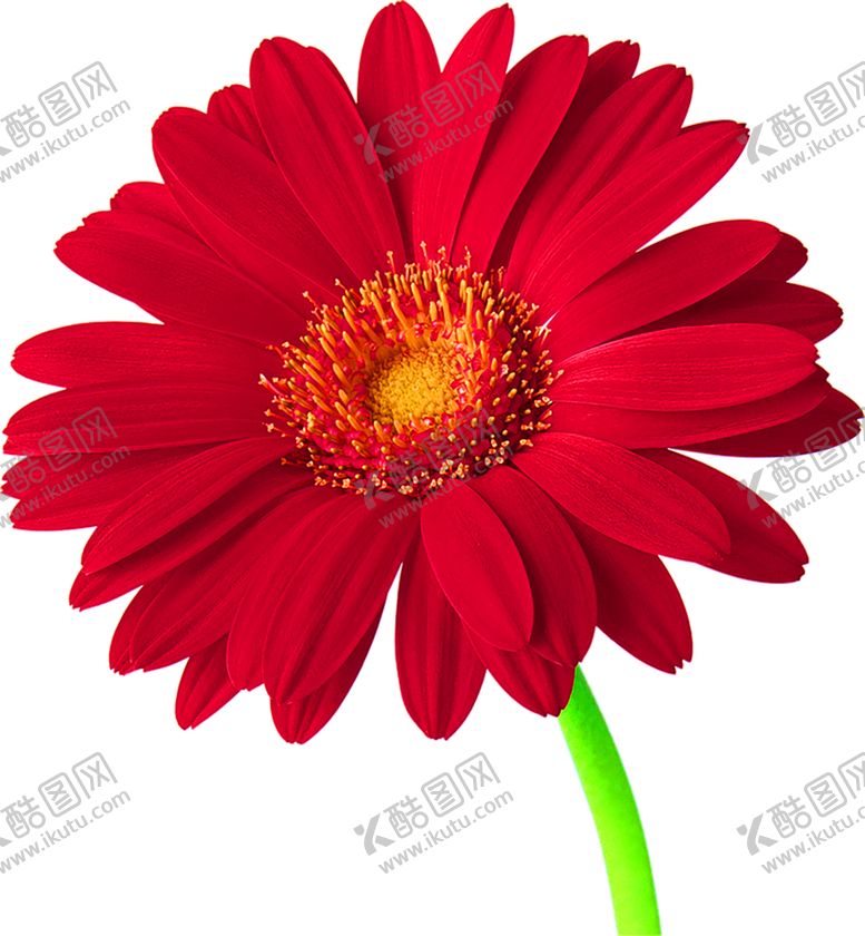 编号：32974710121123241189【酷图网】源文件下载-鲜花装饰