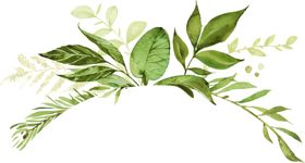 手绘植物叶子