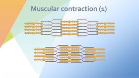 肌肉收缩