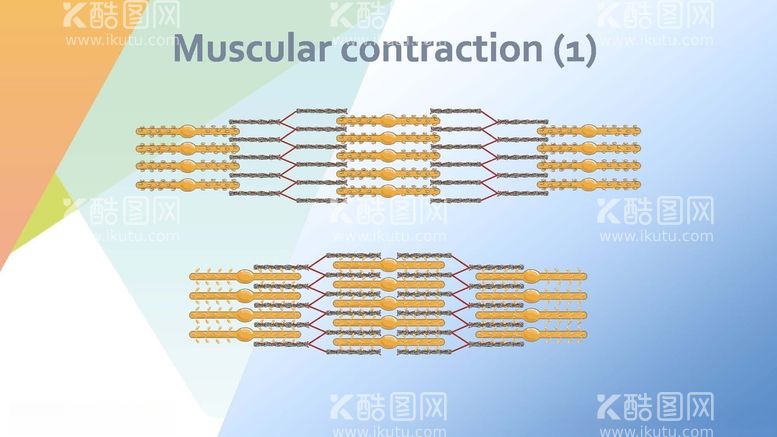 编号：71026812181446451779【酷图网】源文件下载-肌肉收缩