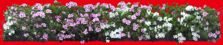 编号：64331109180047101720【酷图网】源文件下载-分层花