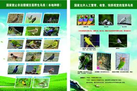 鸟类图片展示集