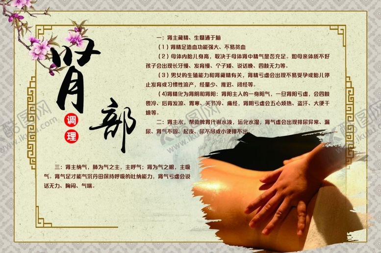 编号：13304810100939398750【酷图网】源文件下载-养生肾部