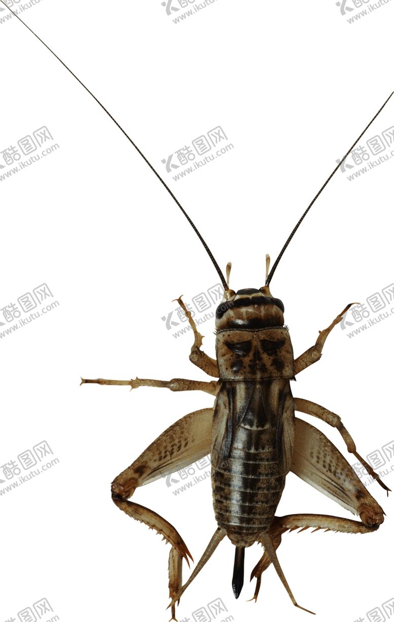 编号：12594406231809349366【酷图网】源文件下载-蟋蟀