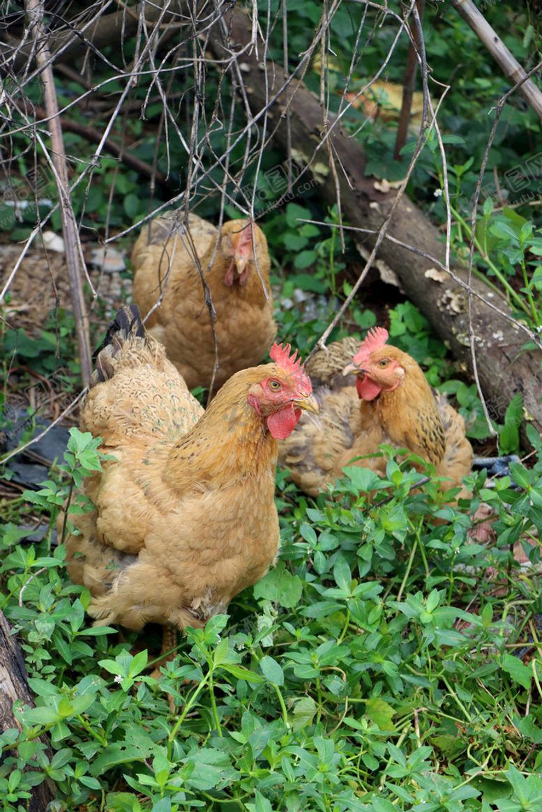 编号：51384411172325084102【酷图网】源文件下载-老母鸡