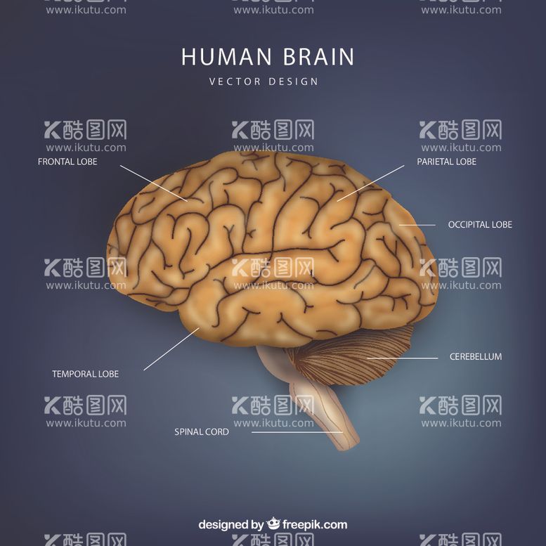 编号：47838403100518297441【酷图网】源文件下载-大脑结构图矢量