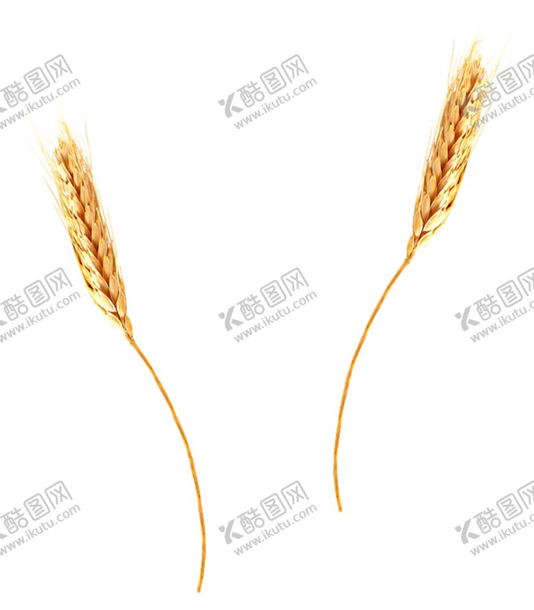 编号：78701705051618417627【酷图网】源文件下载-小麦