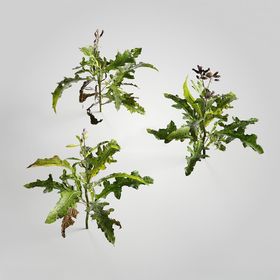 C4D模型绿色植物