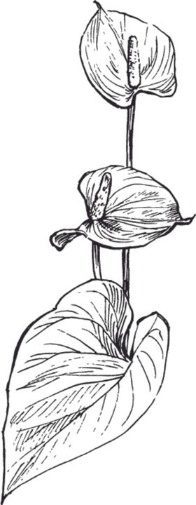 素描鲜花