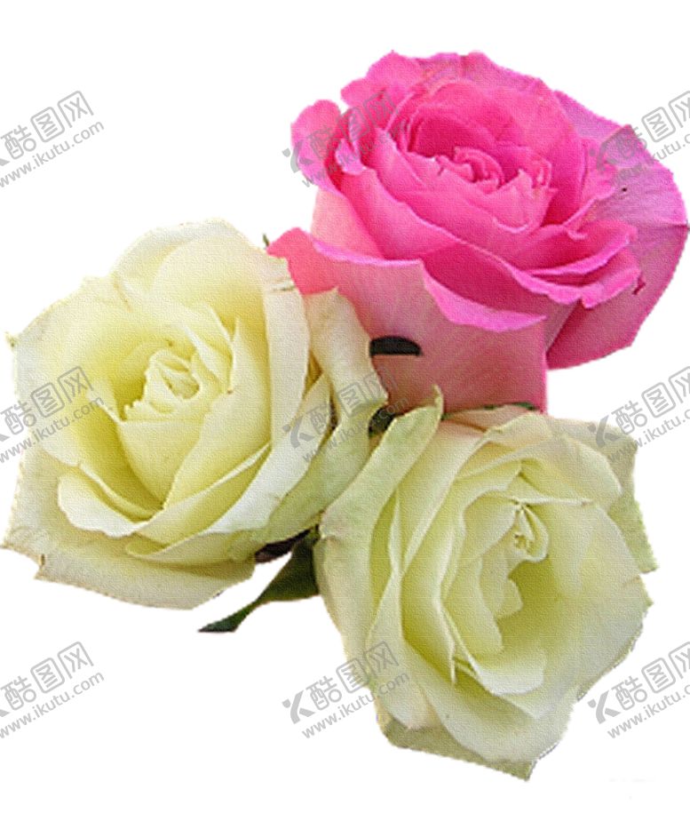 编号：85047310182255168788【酷图网】源文件下载-玫瑰花装饰素材