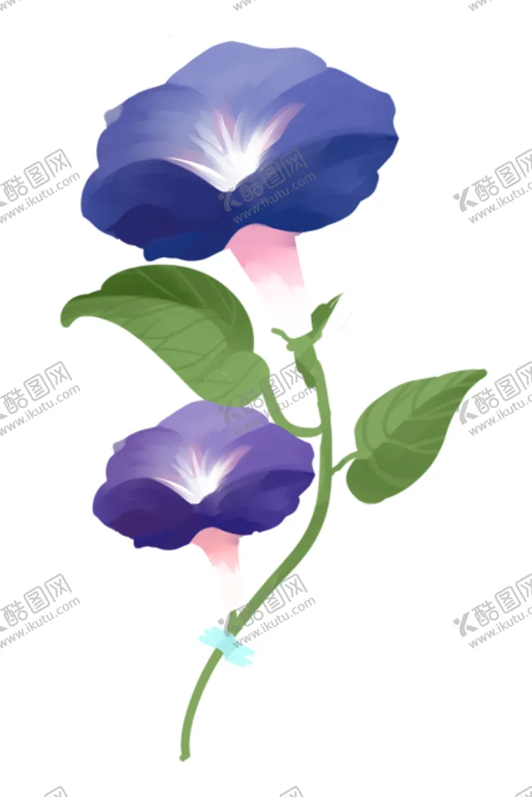 编号：25765204231135037993【酷图网】源文件下载-牵牛花