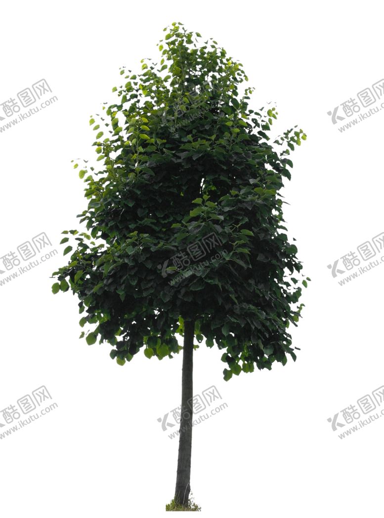 编号：41041807052307157656【酷图网】源文件下载-树木