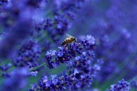 蜜蜂