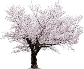 樱花
