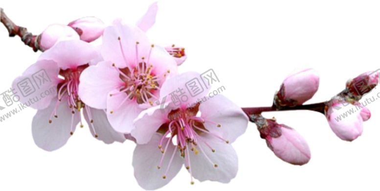 编号：26418209250833409484【酷图网】源文件下载-春天快乐