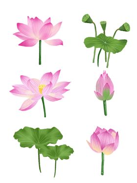 荷花