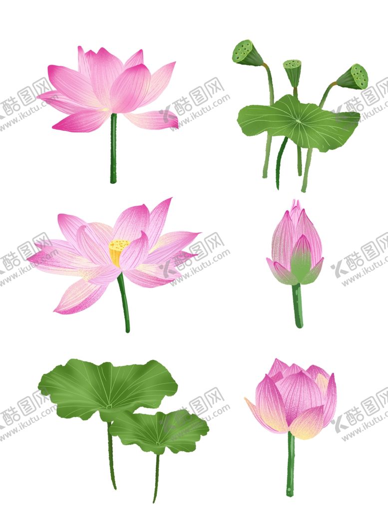 编号：87087805172048092649【酷图网】源文件下载-荷花