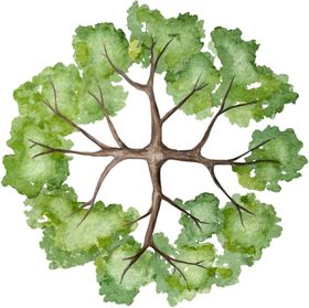 手绘植物