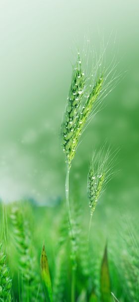 谷雨素材