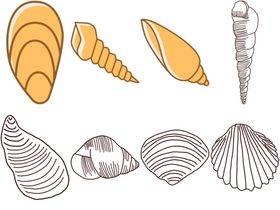 贝壳
