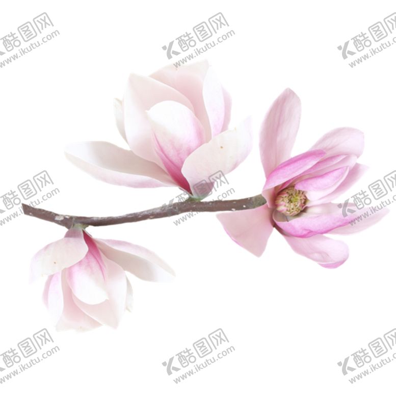 编号：62348805070827415588【酷图网】源文件下载-桃花
