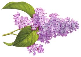 丁香花