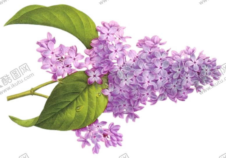 编号：81223705140153289123【酷图网】源文件下载-丁香花