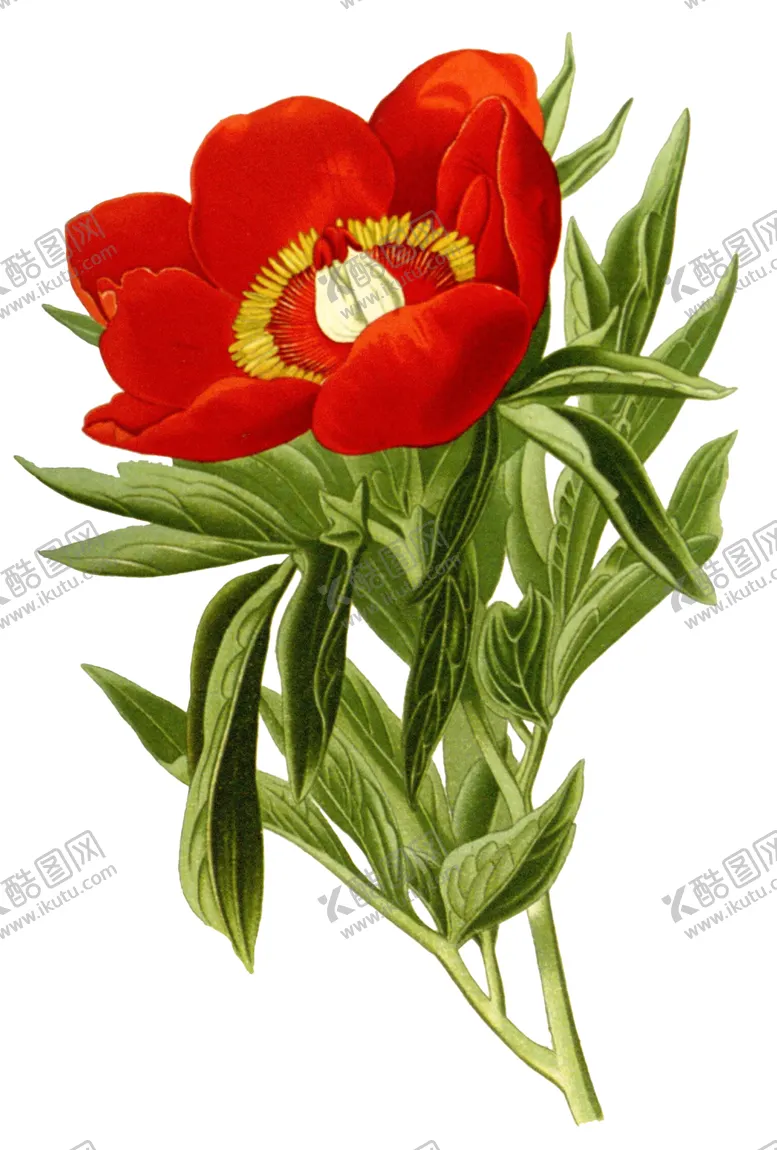 编号：89244206281457574846【酷图网】源文件下载-复古鲜花植物装饰图案