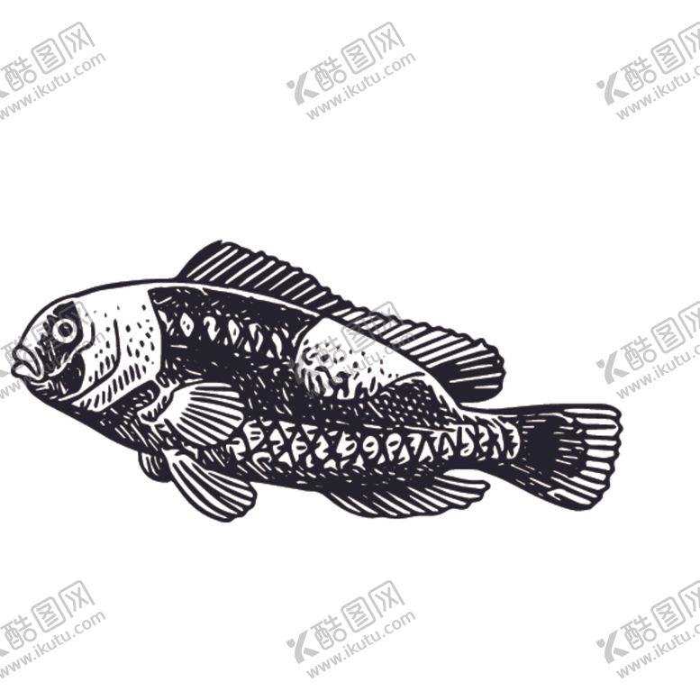编号：93233910222219426058【酷图网】源文件下载-海洋生物鱼类图案