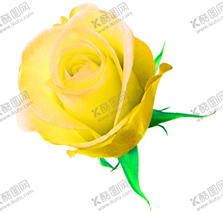 编号：99083009260300258259【酷图网】源文件下载-花素材