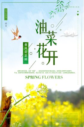 油菜花