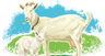 羊