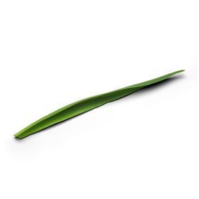 叶子