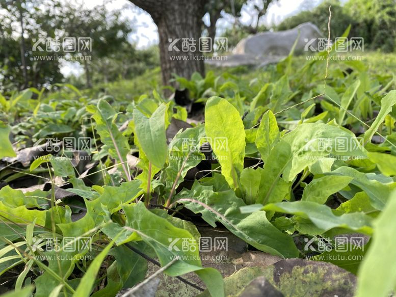 编号：91939011300630481425【酷图网】源文件下载-植物