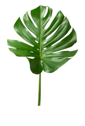 芭蕉叶热带