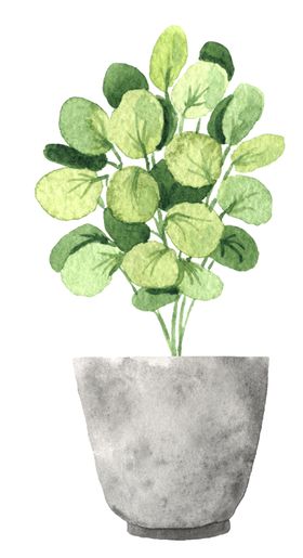 绿色家庭植物