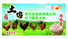 土鸡养殖绿色生态好产品