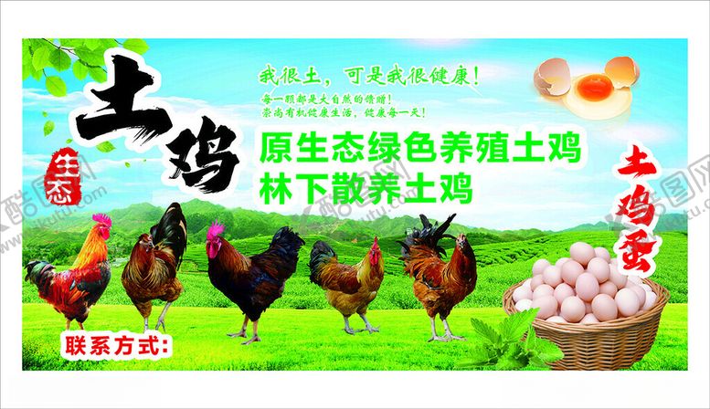 编号：10948504081349322739【酷图网】源文件下载-土鸡养殖绿色生态好产品