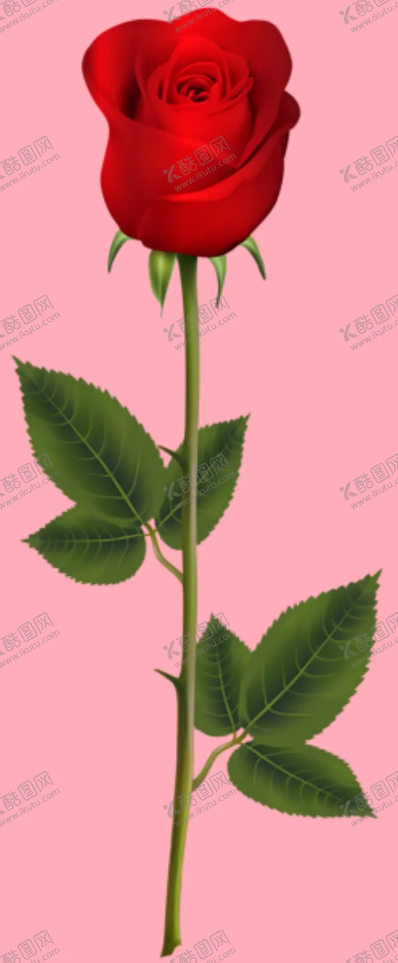 编号：65382109191735571852【酷图网】源文件下载-玫瑰花