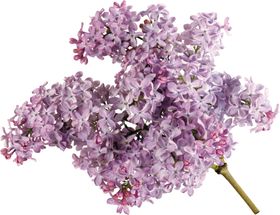 丁香花